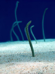 Sea eel chillin' by Horen Stalbe 